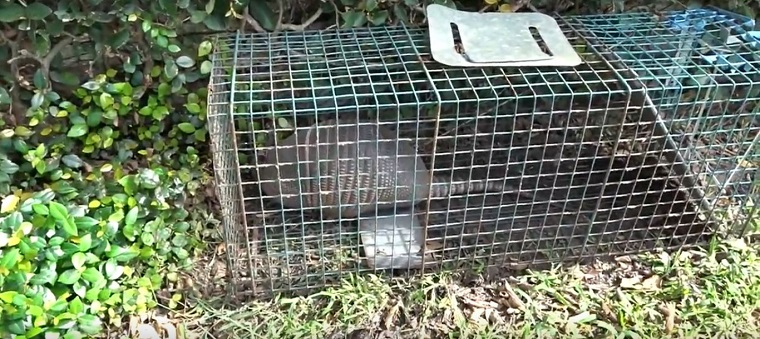 http://www.floridawildlifecontrol.com/images/armadillotrapping.jpg