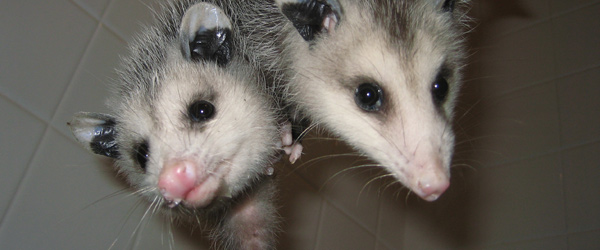 Florida Opossum Removal and Pest Control - Orlando FL