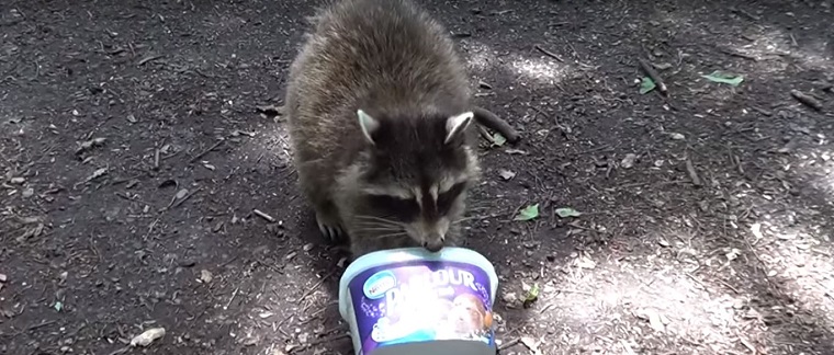 How To Trap a Raccoon